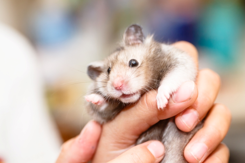 An image of a grey syrian hamster