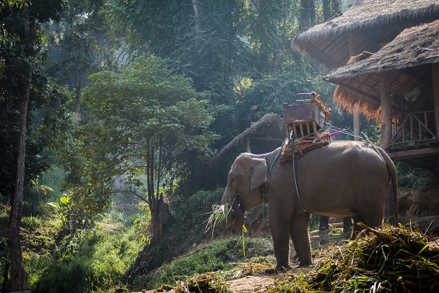 An elephant camp in Chiang Mai