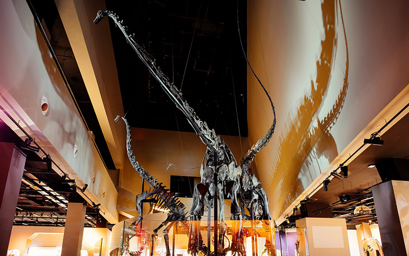 Singapore’s only permanent exhibition of dinosaur fossils at Lee Kong Chian Natural History Museum.