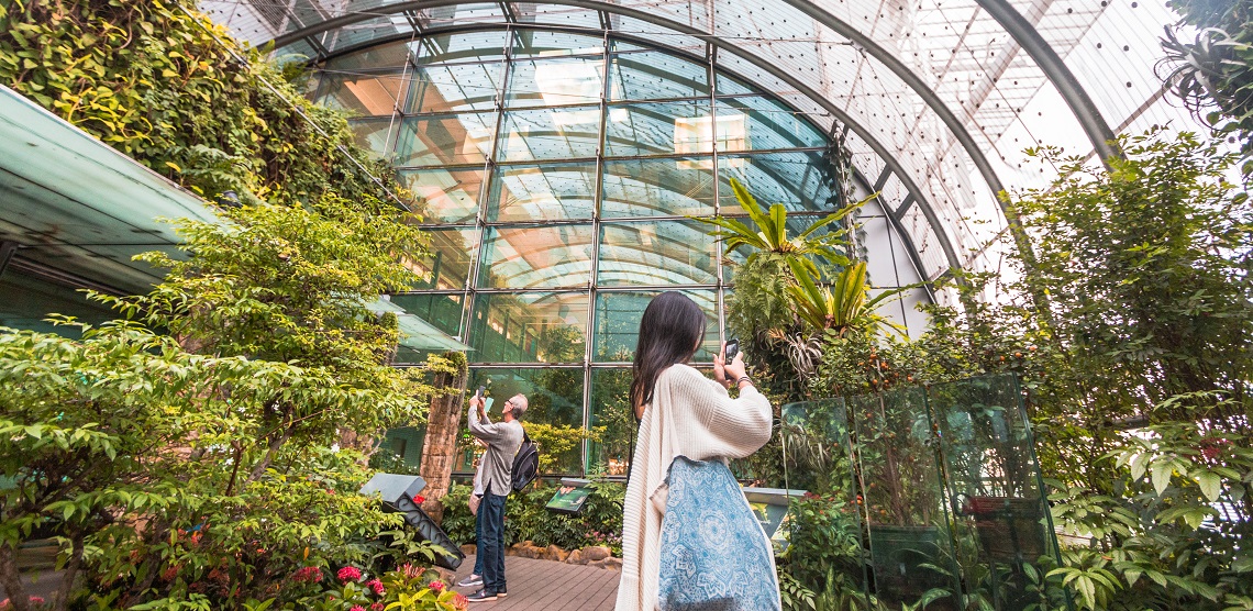 Missed Changi Airport’s gardens? Experience them from home through ...