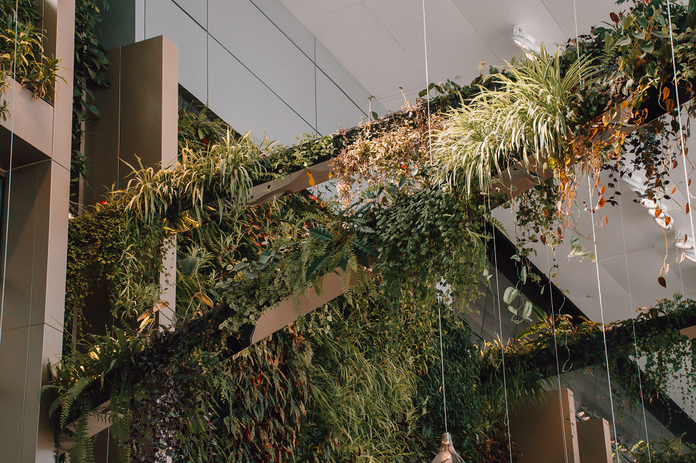 Hanging plants at the South Gourmet Garden that bring nature into the airport space. 