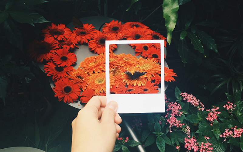 A Polaroid frame framing a butterfly on flowers