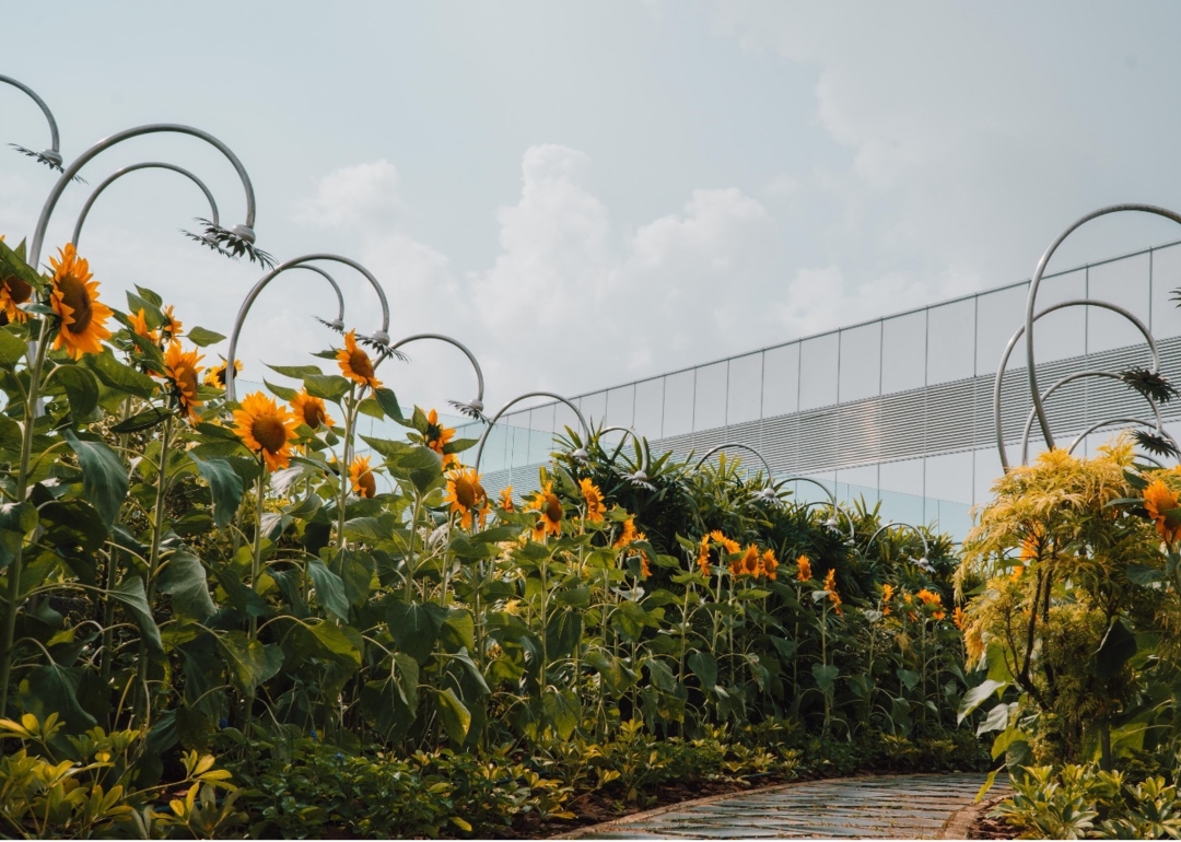 sunflower garden changi airport