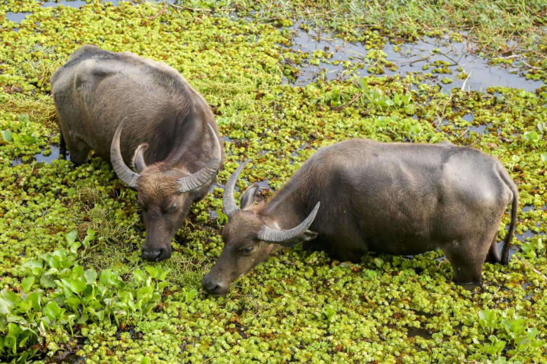 water buffaloes in thale noi waterbird park, hat yai thailand