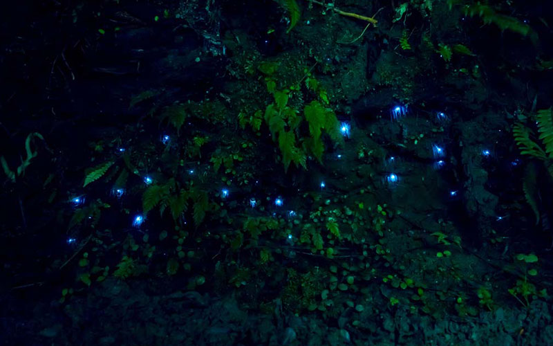Glow worms illuminating the darkness as they cling to cave ceilings