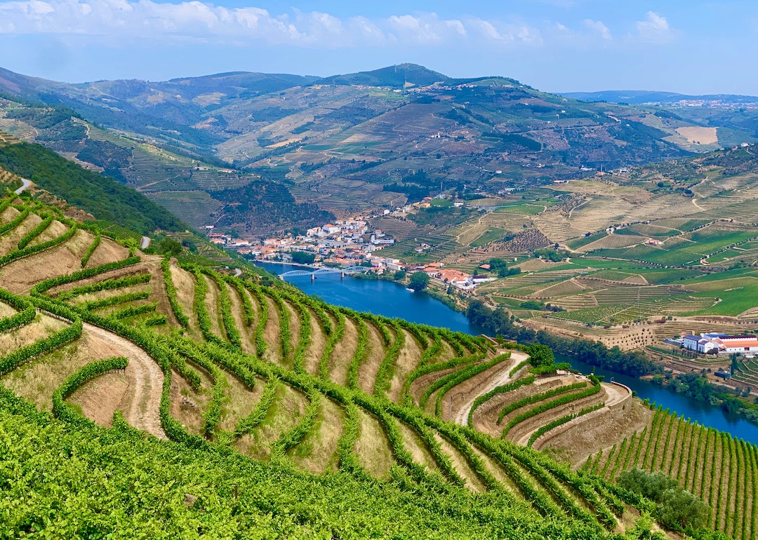 port vineyards, douro valley in portugal
