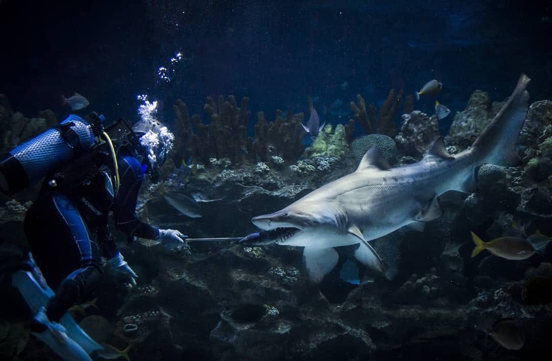 expansive aquarium in kuala lumpur malaysia
