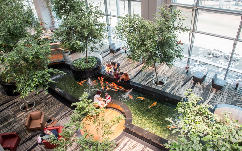 Koi fish pond at Changi Airport’s Terminal 3