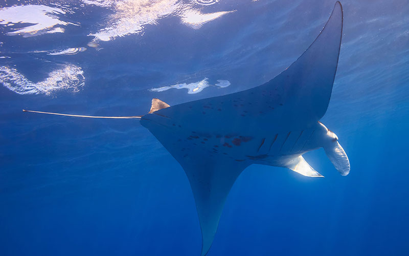 Watch the manta rays as they dance for their dinner at sunset.