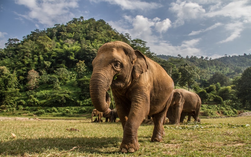 Elephant walking in grassland
