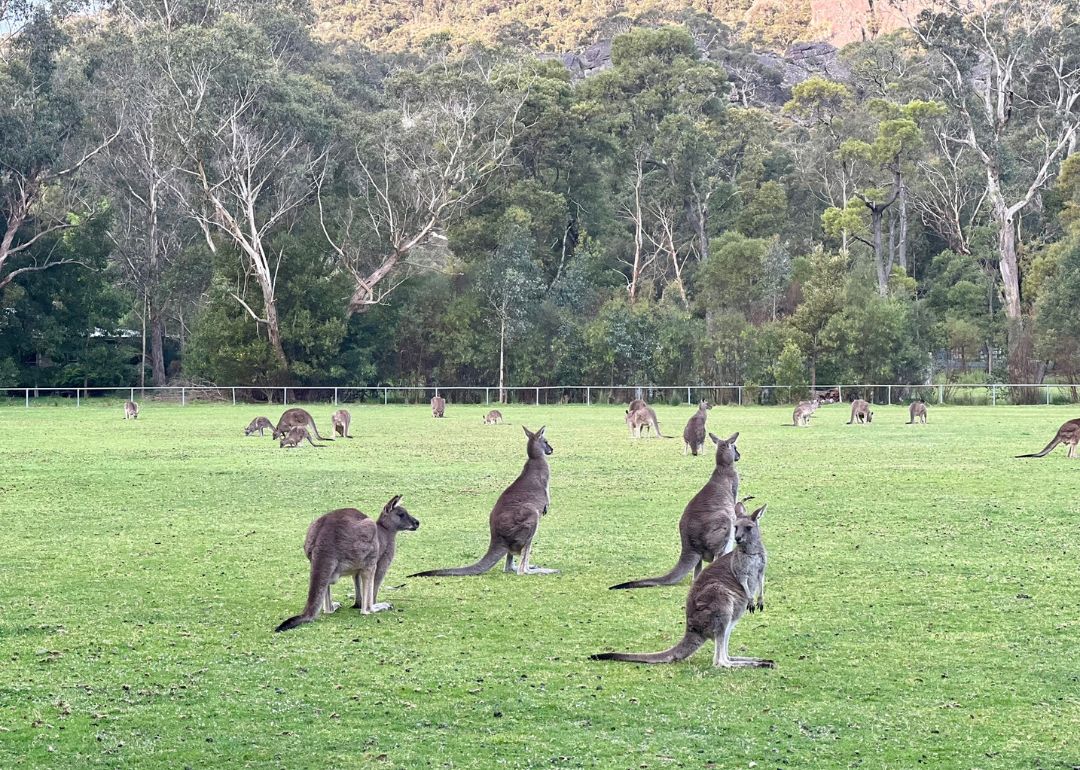 kangaroos roaming halls gap at grampians national park
