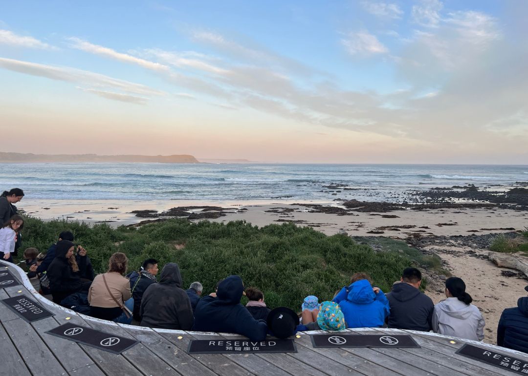 locals and tourists waiting for penguins to come ashore on phillip island