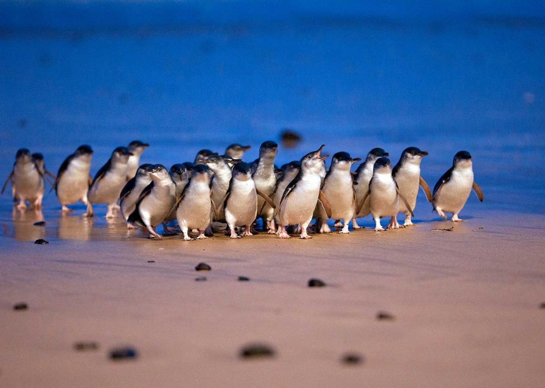 penguins coming ashore on phillip island