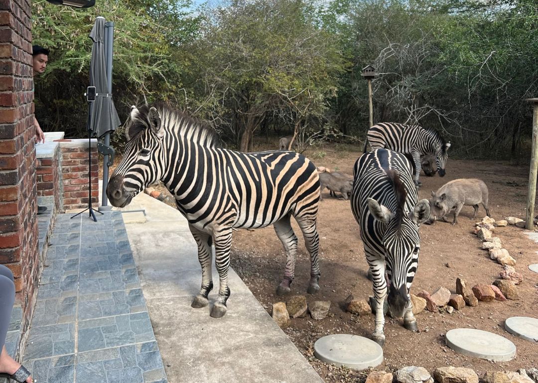 zebras marloth park sanctuary south africa tourist attractions