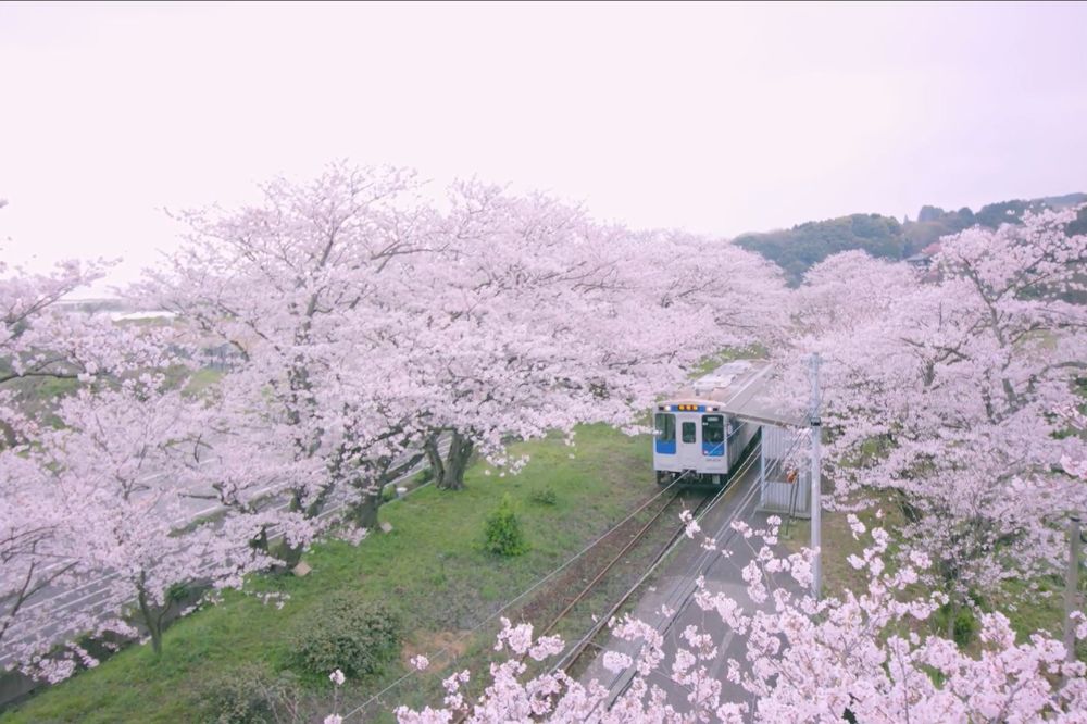 Uranosaki Station Cherry Blossom Tunnel (Yamashiro-chō Tachiiwa, Imari City)