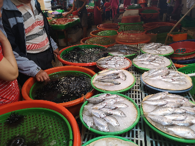Wide variety of freshly caught seafood