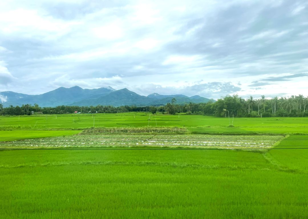 A scene of rice fields with trees and mountains in the distance.