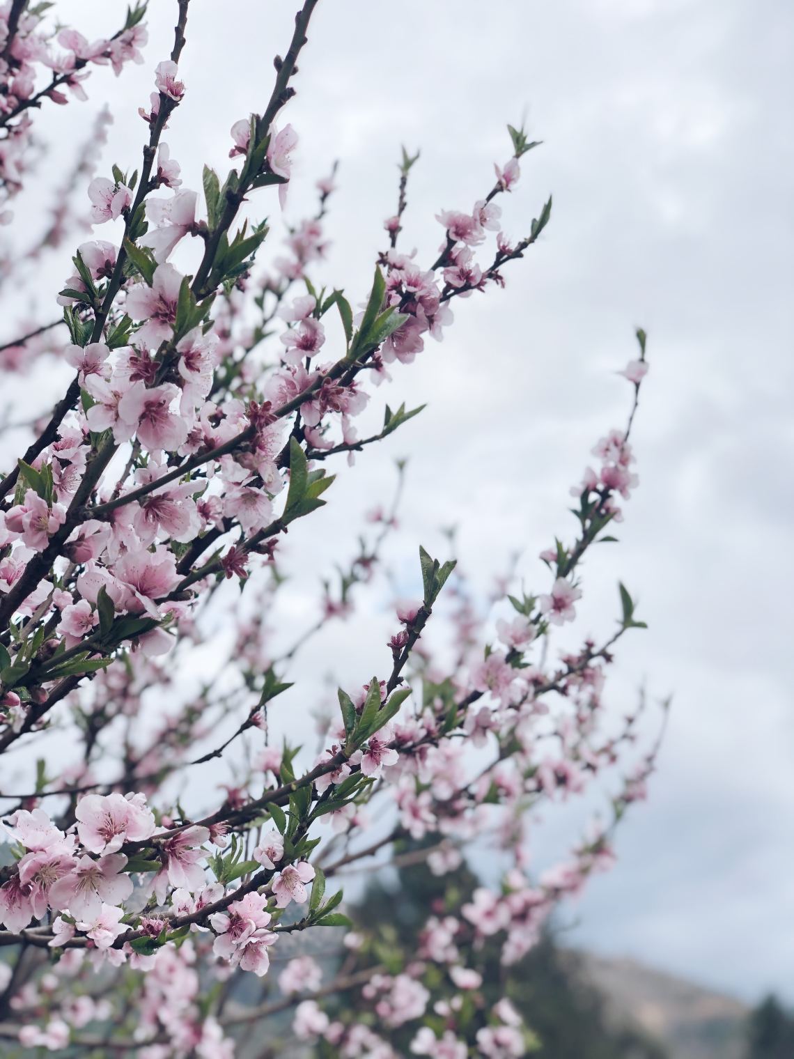 Cherry blossoms in Bhutan