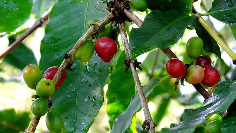 Berries of the coffee plant in Ethiopia