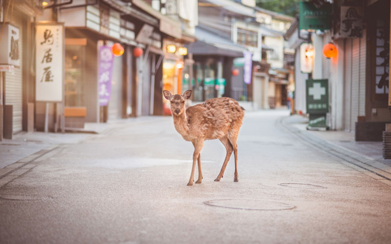 Sika deer on Miyajima street