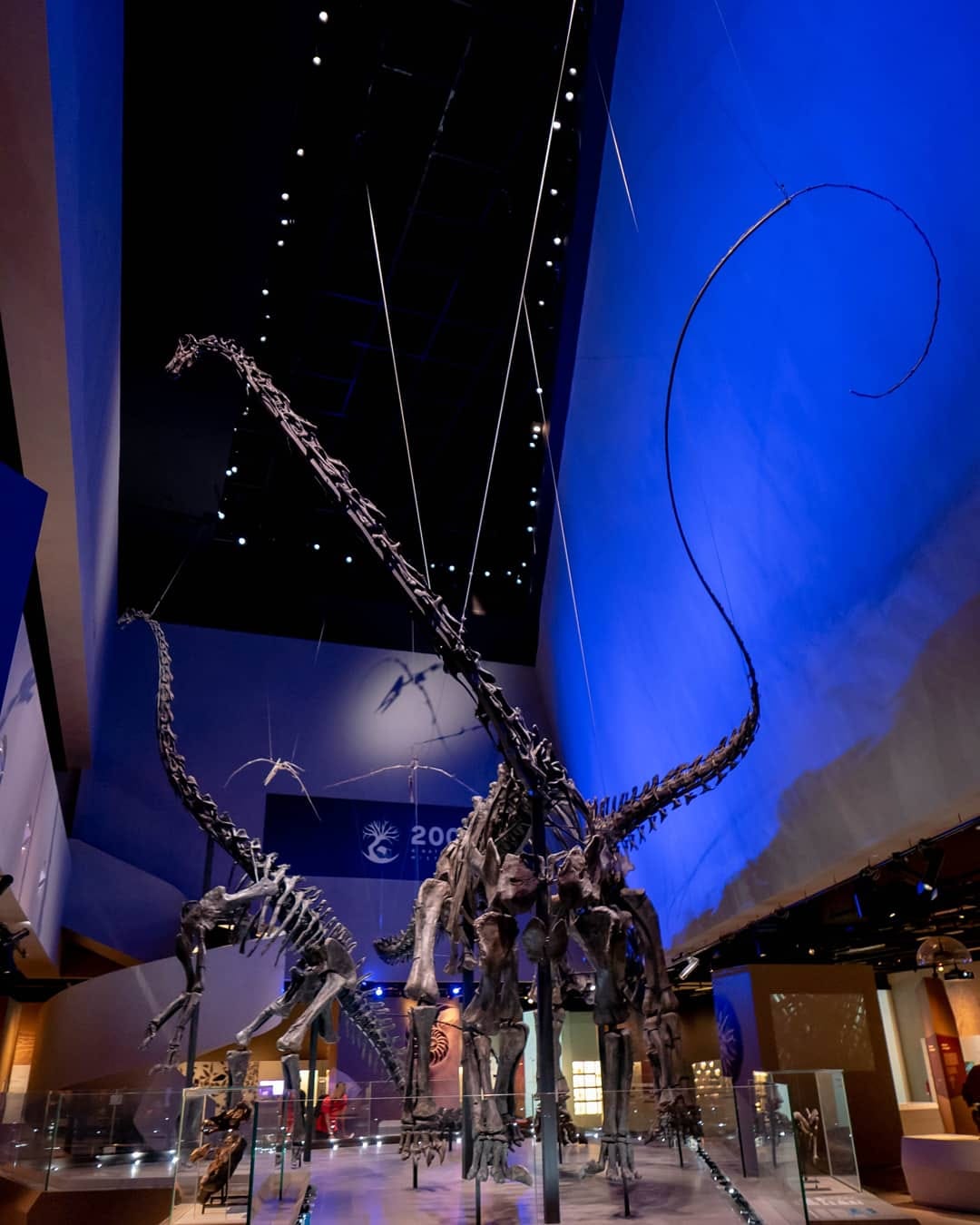 sauropod dinosaur exhibit at lee kong chian natural history museum, north west of singapore
