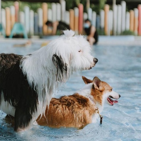 two dogs playing at a dog water park at south west of singapore