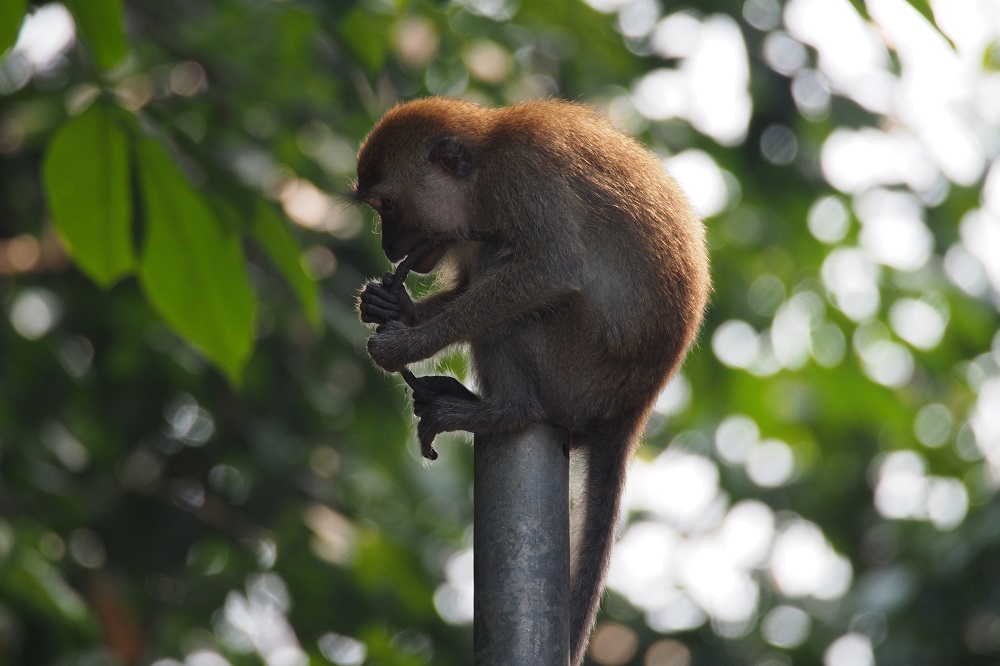 A monkey perched on a pole nibbling on food