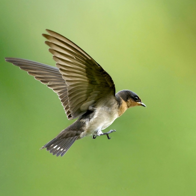 The Pacific Swallow bird flying in front of a green background