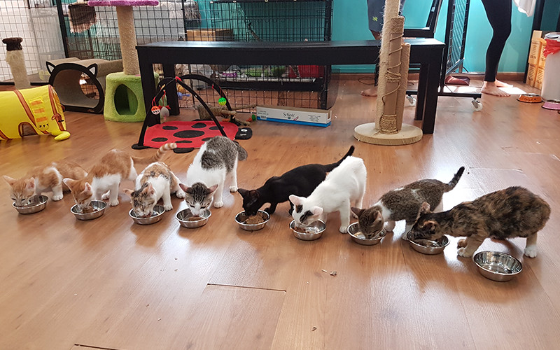 Feeding time for the rescued cats of The Cat Museum, Singapore.