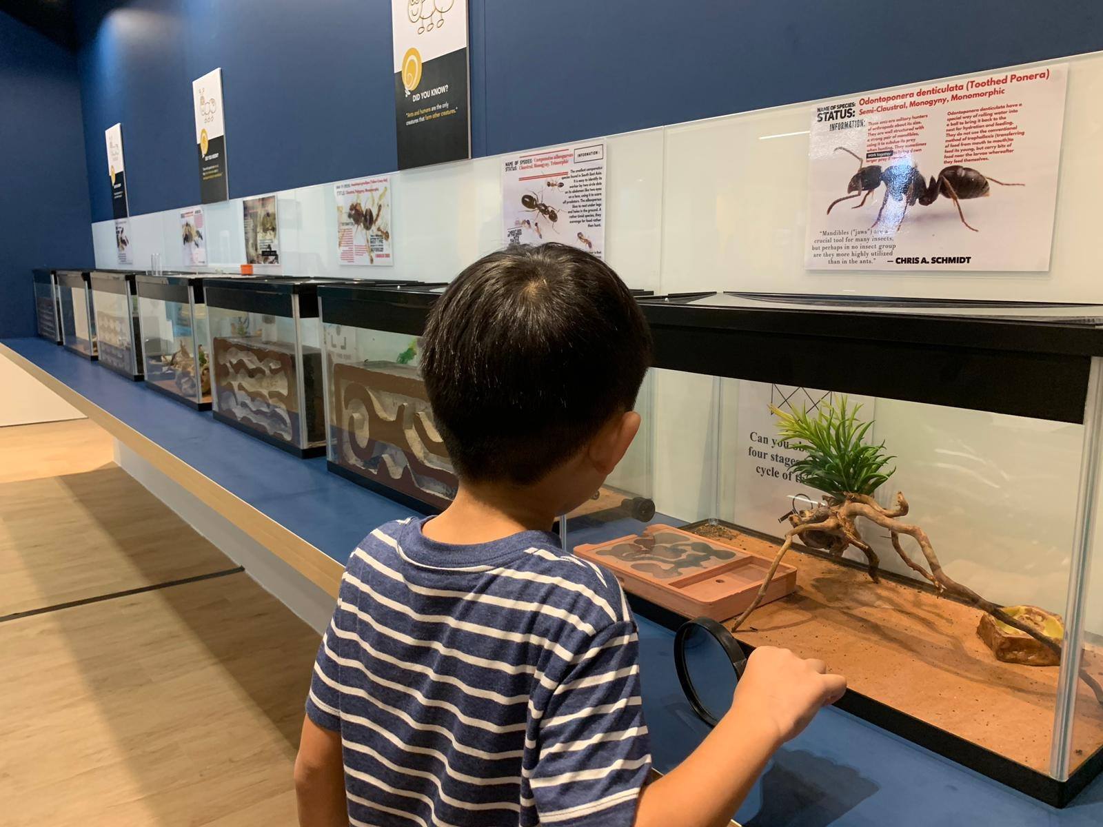 child looks at ant display at singapore ant museum