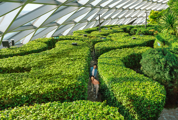 HEDGE MAZE